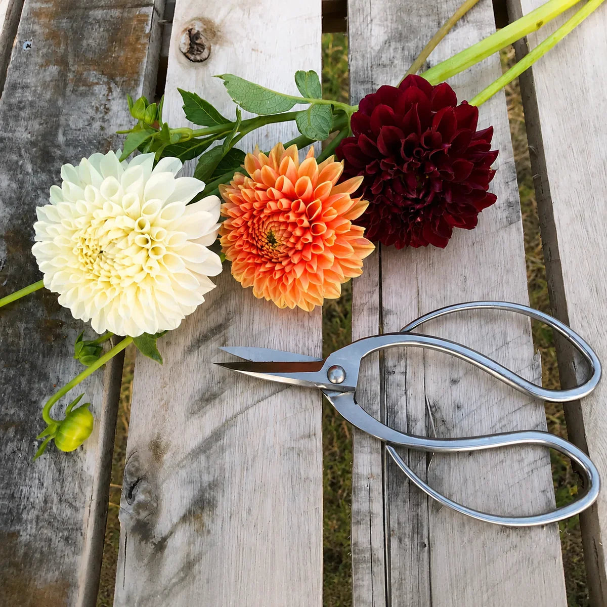 Garden Pruning Scissors Stainless Steel Curved Handles