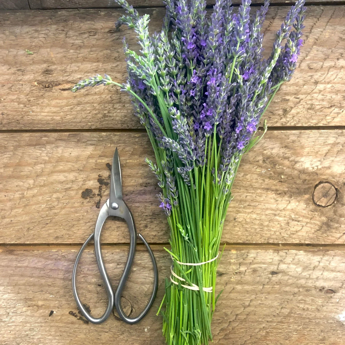 Garden Pruning Scissors Stainless Steel Curved Handles