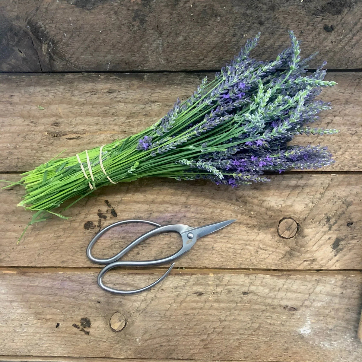 Garden Pruning Scissors Stainless Steel Curved Handles