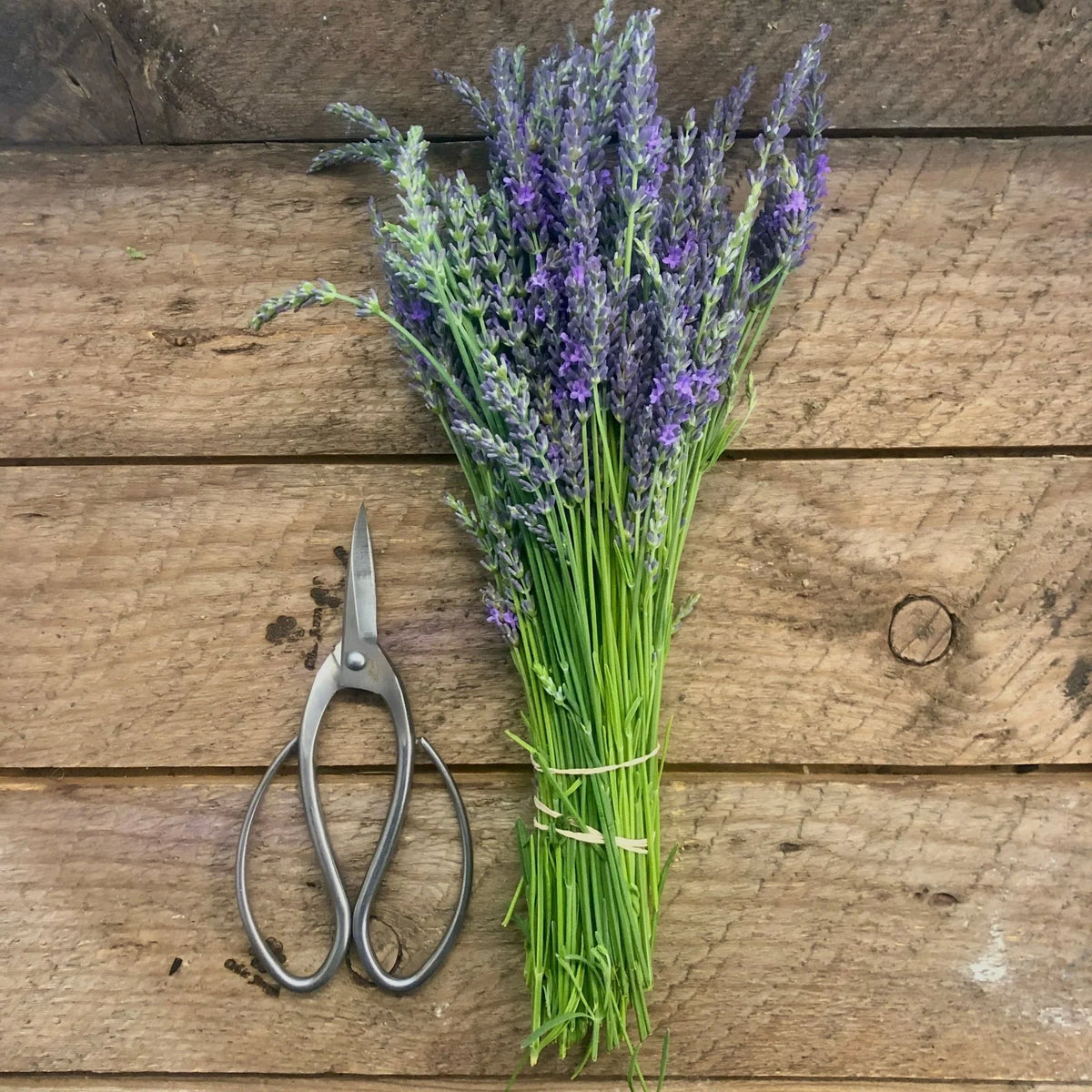 Garden Pruning Scissors Stainless Steel Curved Handles