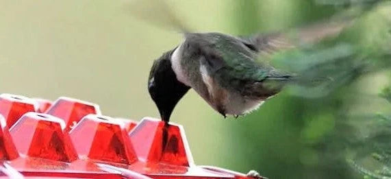 Hummingbird Feeder Built-In Ant Moat 30 Feeding Ports