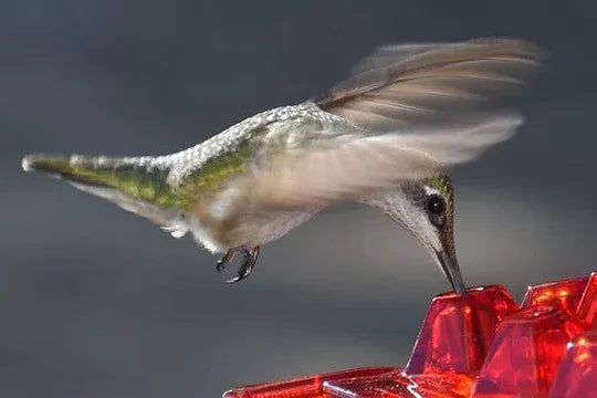 Hummingbird Feeder Built-In Ant Moat 30 Feeding Ports