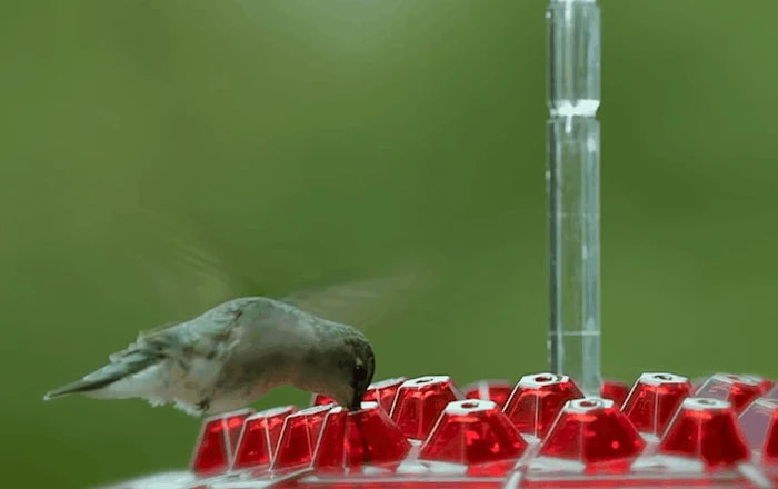 Hummingbird Feeder Built-In Ant Moat 30 Feeding Ports