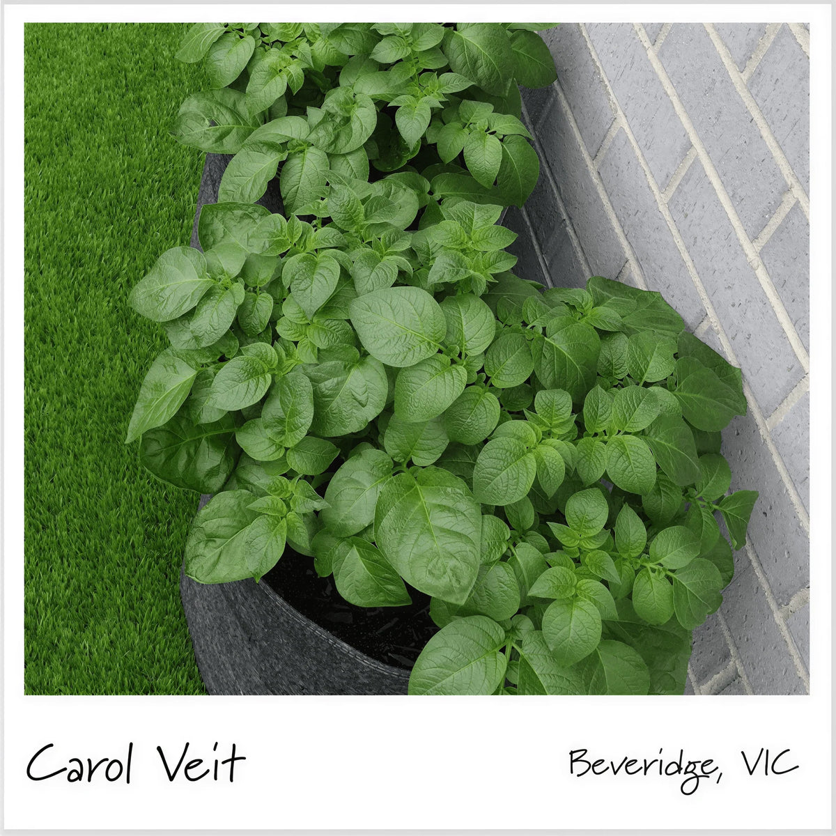 Potato Grow Bag Heavy-Duty Geofelt Side Access Flaps