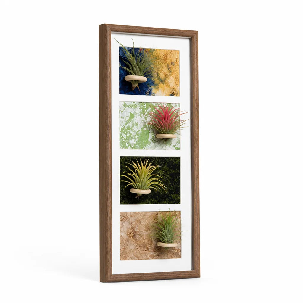 Air Plant Display Frame Wall-Mounted Decorative】【。