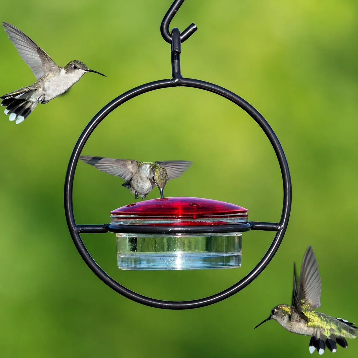 Bird Feeder Clear Bowl Outer Perch Ring Hanging Design