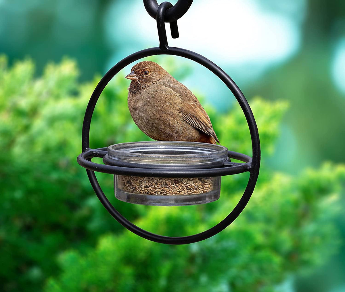 Bird Feeder Clear Bowl Outer Perch Ring Hanging Design