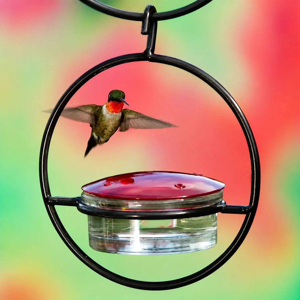 Bird Feeder Clear Bowl Outer Perch Ring Hanging Design