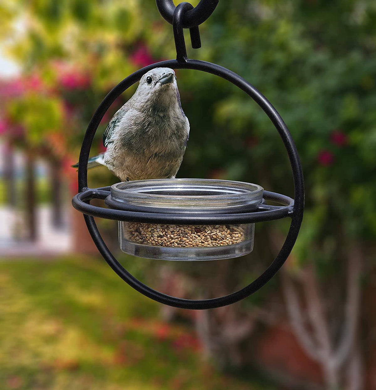 Bird Feeder Clear Bowl Outer Perch Ring Hanging Design