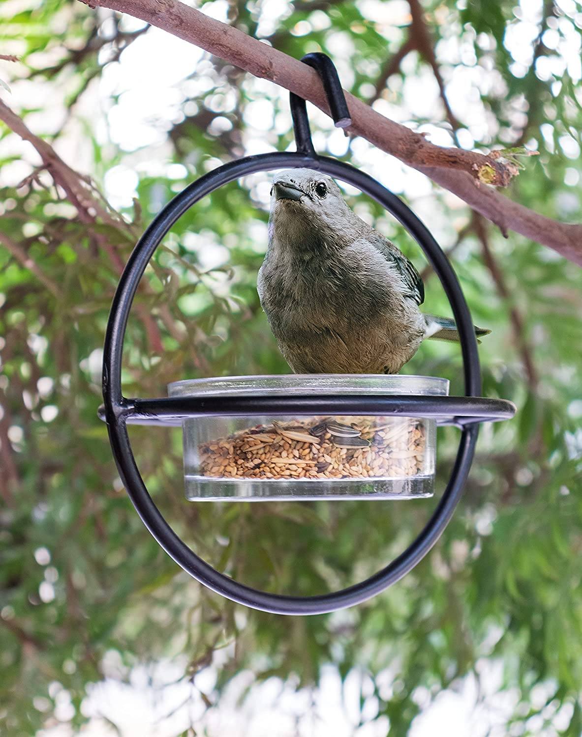 Bird Feeder Clear Bowl Outer Perch Ring Hanging Design