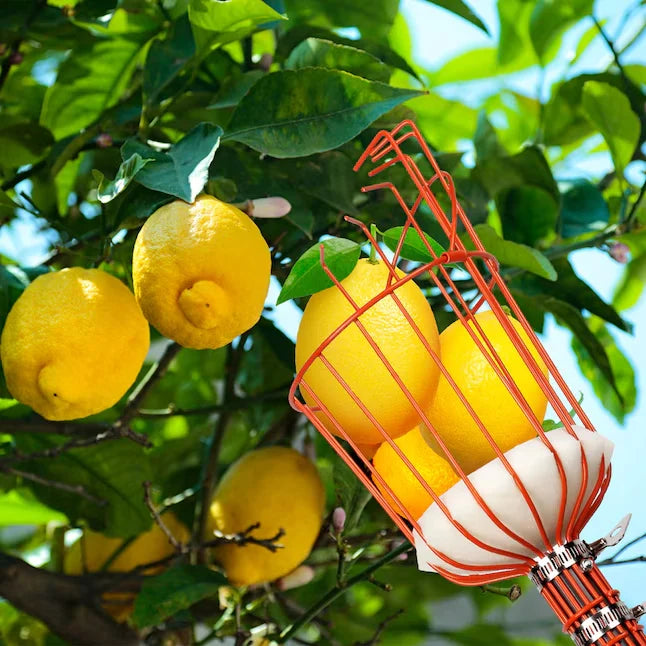 Fruit Picker Telescoping Steel Handle Cushioned Landing Pad