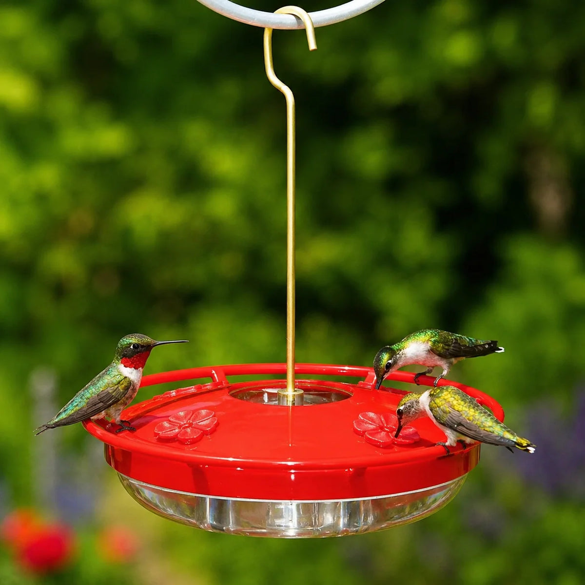 Hummingbird Feeder Built-In Ant Moat 5 Feeding Ports