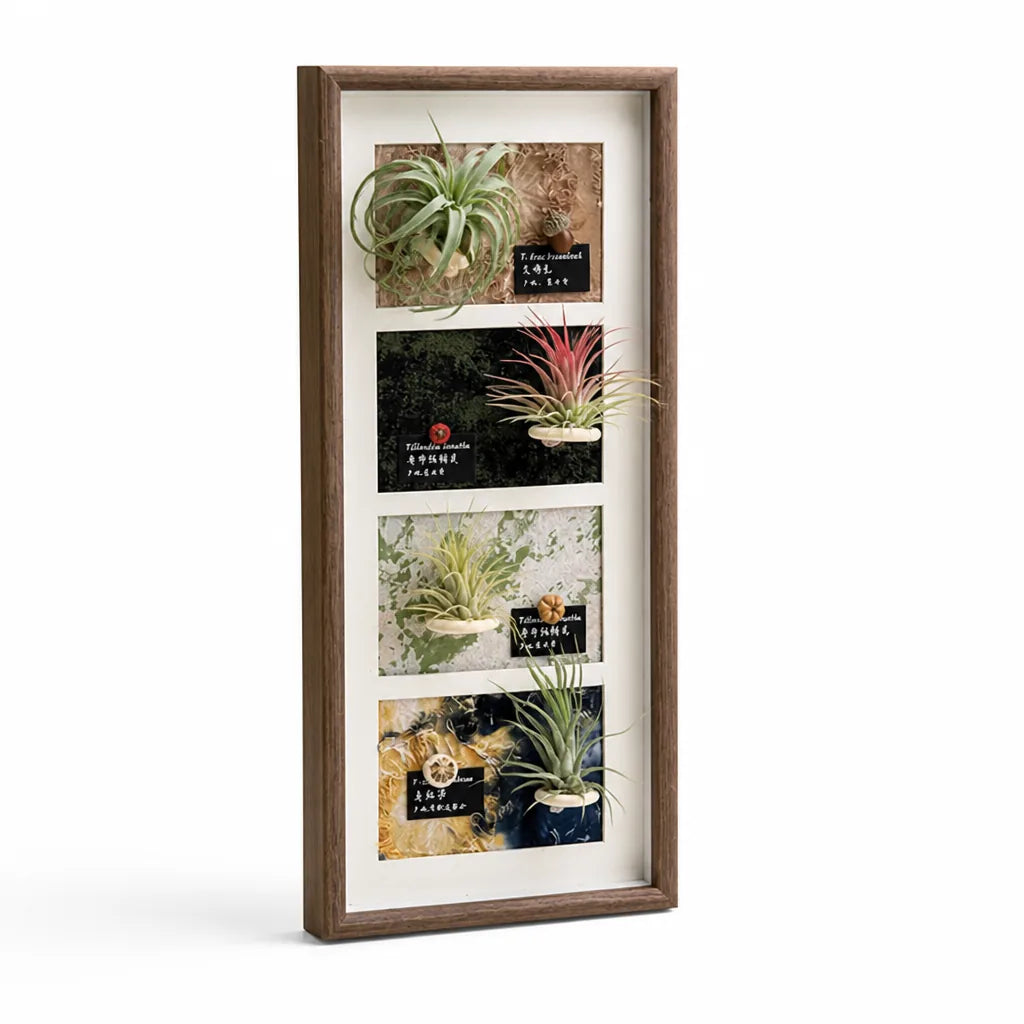 Plant Display Frame Wooden Wall-Mounted for Air Plants
