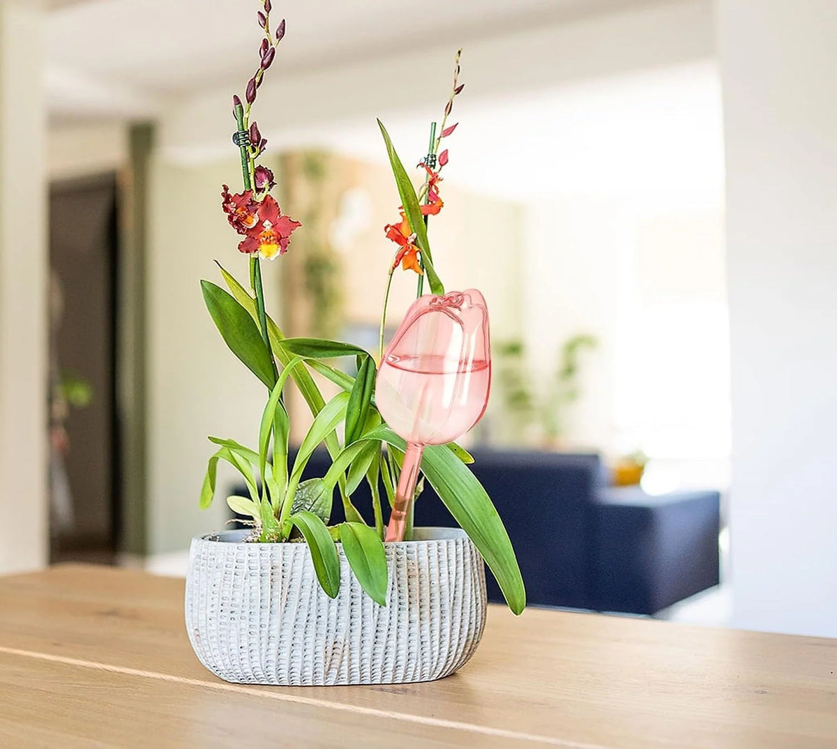 Plant Watering Globes Glass Slow-Drip Tulip-Shaped