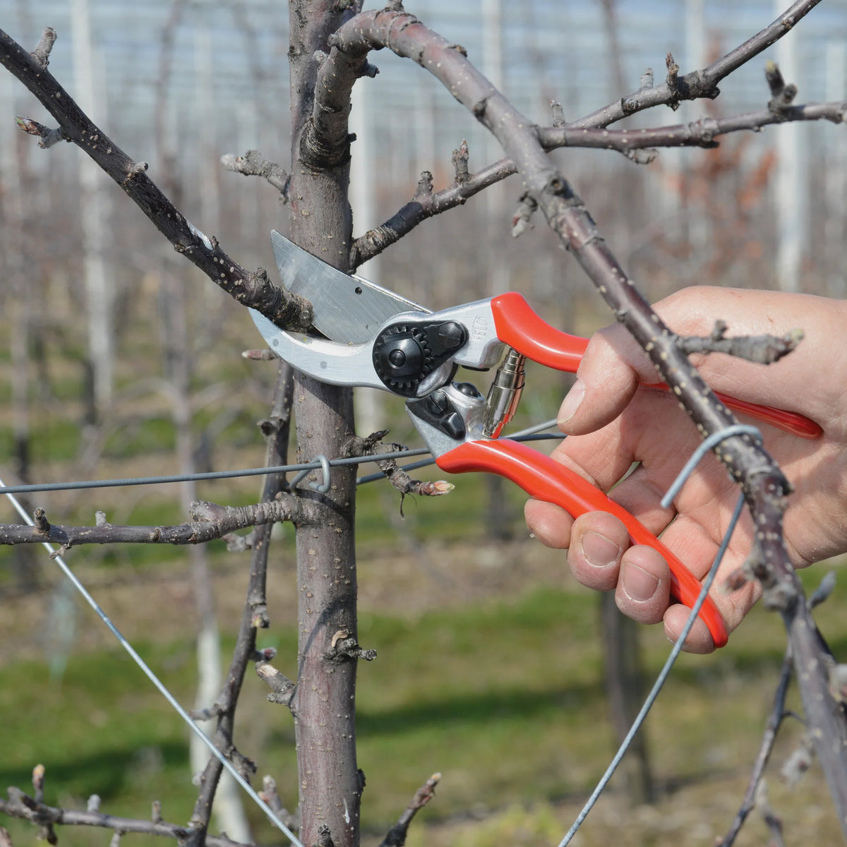 Pruning Shears Hardened Steel Anvil Blade Shock-Absorbing Grips
