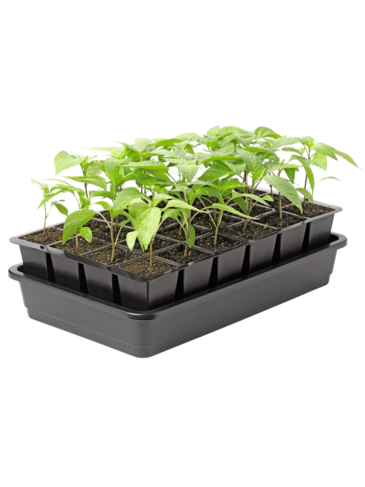 Seed Starter Kit Self-Watering BPA-Free Reusable