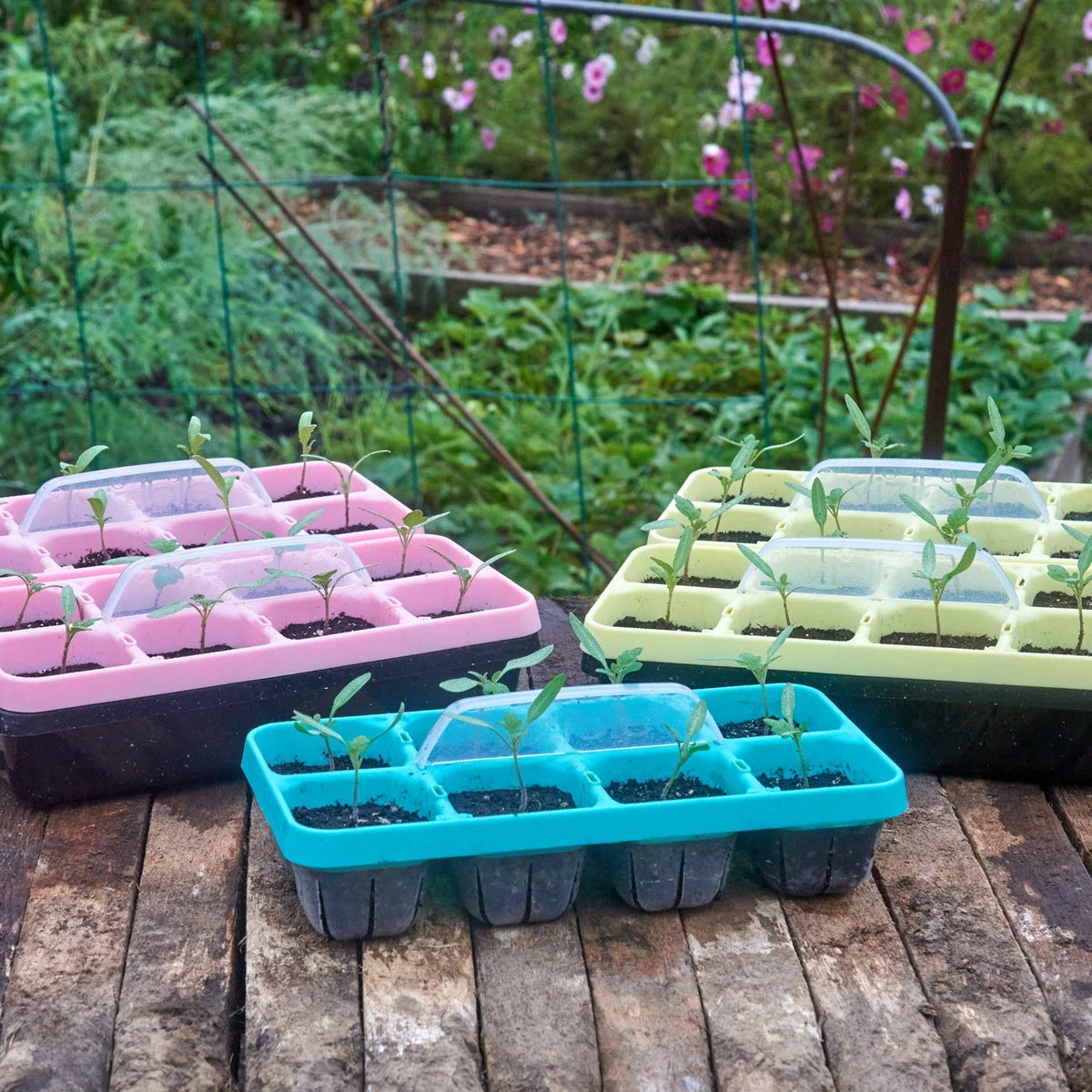 Seed Starting Tray Kit 16 Cells Clear Root Monitoring