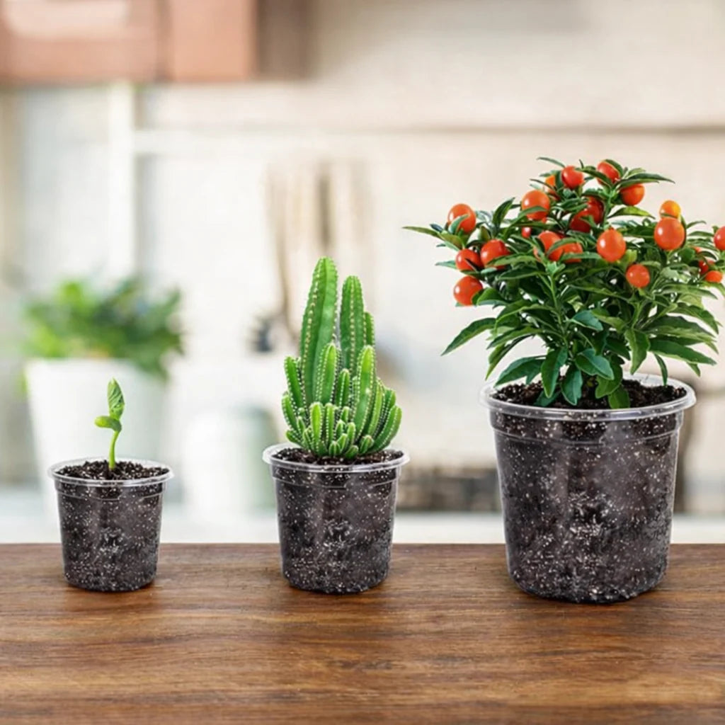 Seedling Pots Clear Reusable Drainage Holes Set of 15