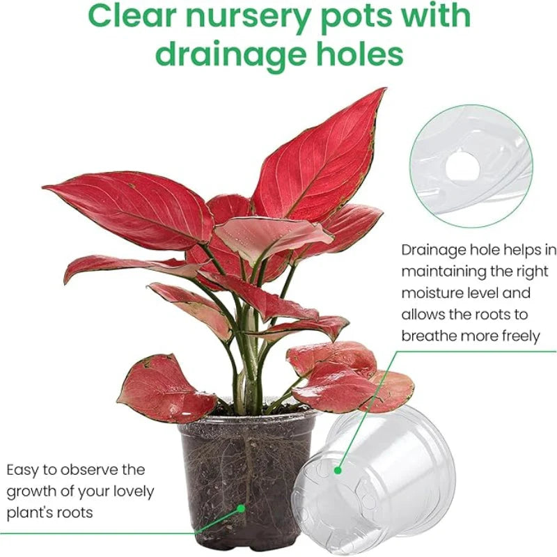 Seedling Pots Clear Reusable Drainage Holes Set of 15