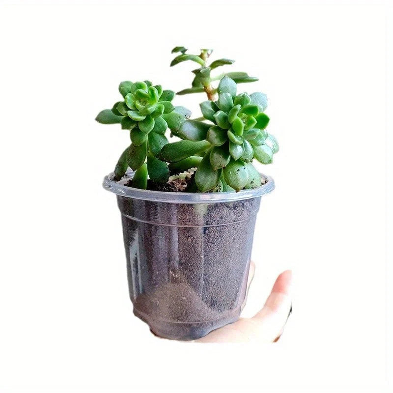 Seedling Pots Clear Reusable Drainage Holes Set of 15