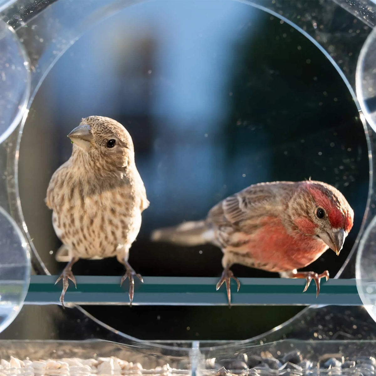 Window Bird Feeder Clear Acrylic Suction Cup Mount Removable Tray