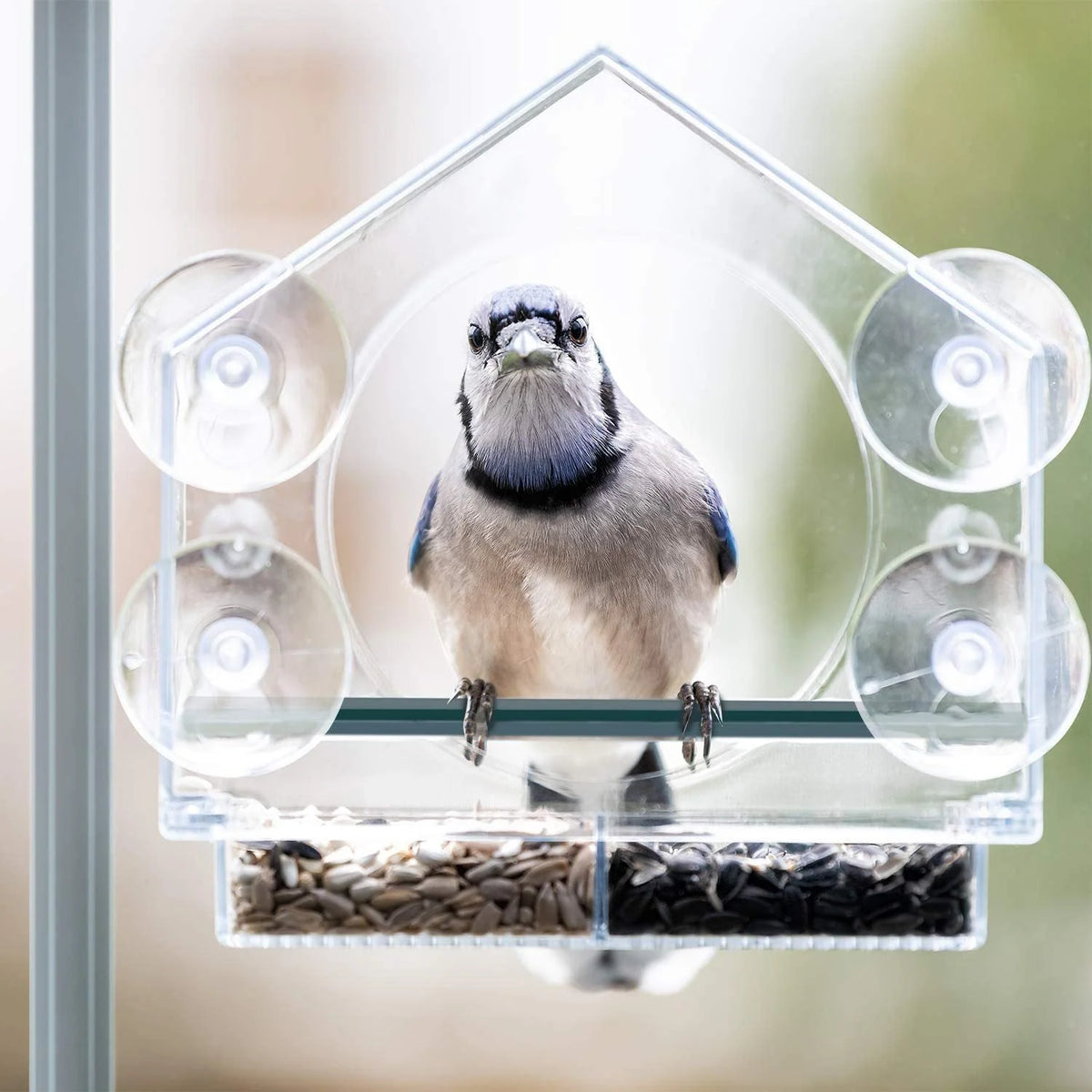 Window Bird Feeder Clear Acrylic Suction Cup Mount Removable Tray