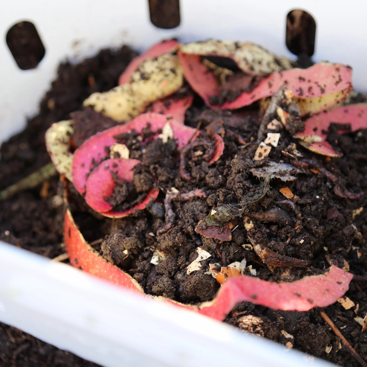 Worm Composter In-Ground Garden Bed Ventilated Side Openings